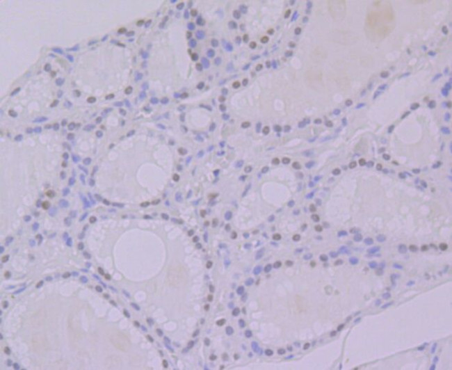 HnRNP Q Antibody in Immunohistochemistry (Paraffin) (IHC (P))