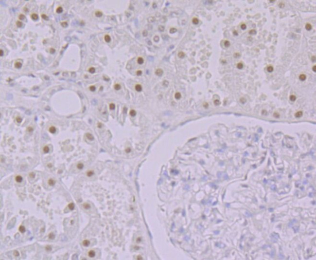 HnRNP Q Antibody in Immunohistochemistry (Paraffin) (IHC (P))