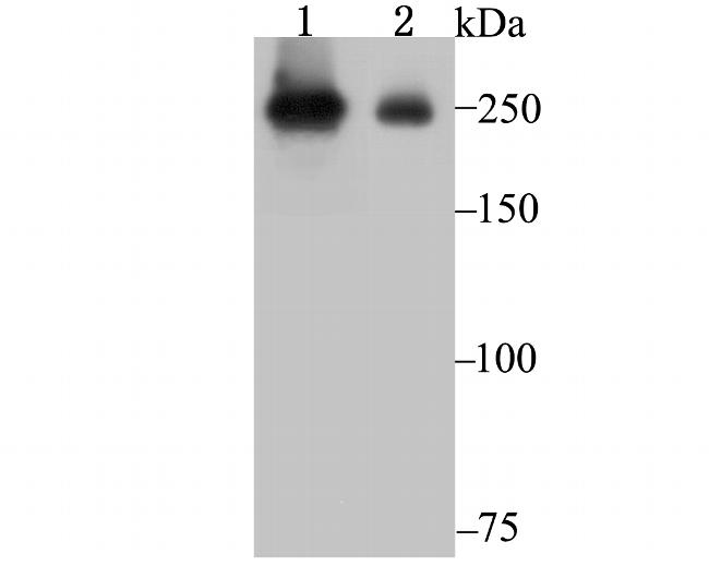 PRP8 Antibody in Western Blot (WB)