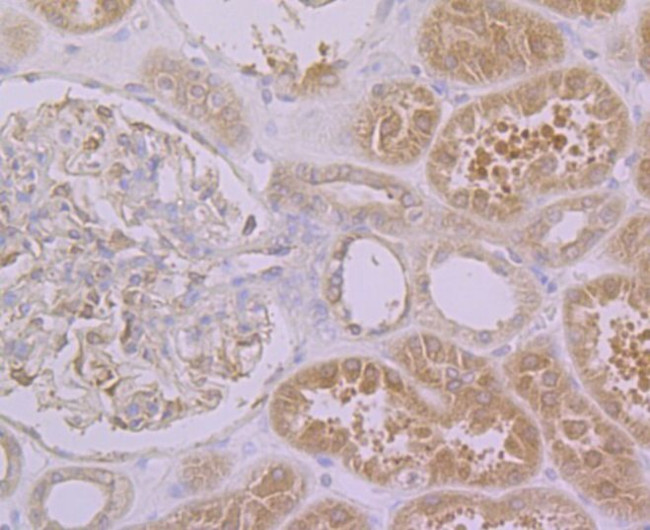 PON2 Antibody in Immunohistochemistry (Paraffin) (IHC (P))