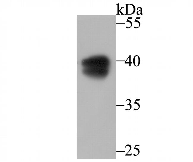 PON2 Antibody in Western Blot (WB)