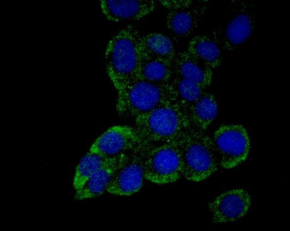 FBXO5 Antibody in Immunocytochemistry (ICC/IF)