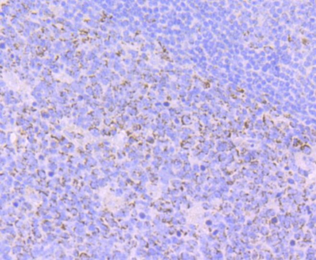 FBXO5 Antibody in Immunohistochemistry (Paraffin) (IHC (P))