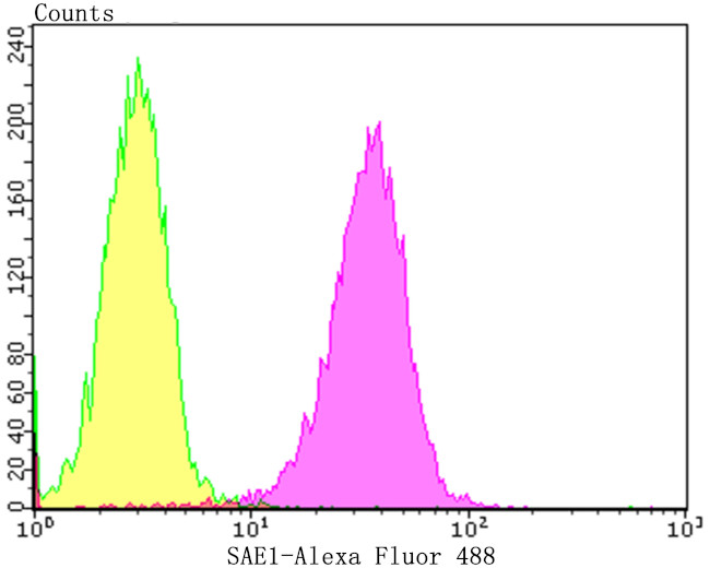 SAE1 Antibody in Flow Cytometry (Flow)