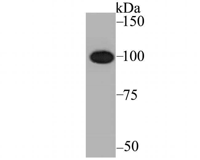 CENPC Antibody in Western Blot (WB)