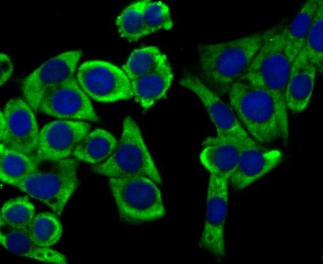 UQCRFS1 Antibody in Immunocytochemistry (ICC/IF)