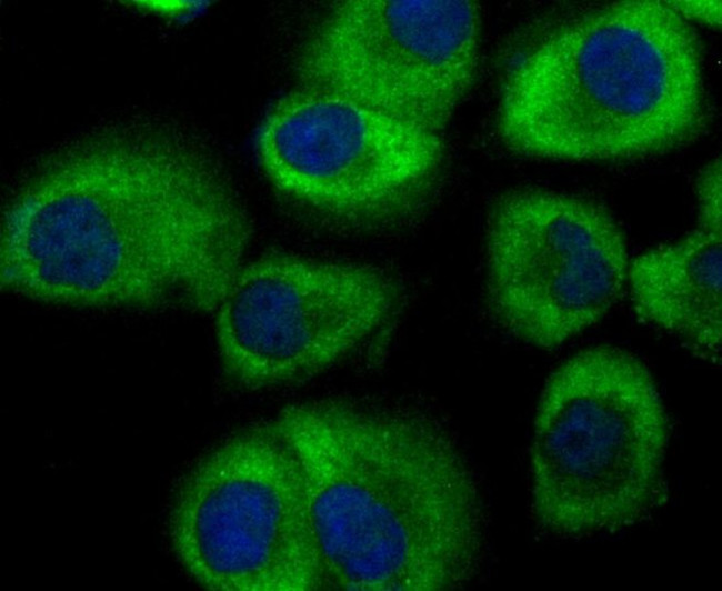 GEF-H1 Antibody in Immunocytochemistry (ICC/IF)