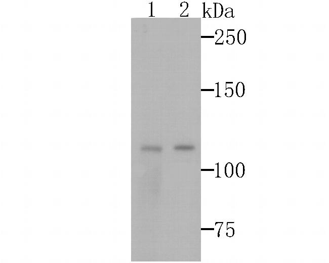 GEF-H1 Antibody in Western Blot (WB)