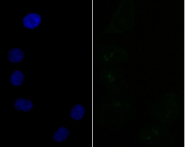 SF3B3 Antibody in Immunocytochemistry (ICC/IF)