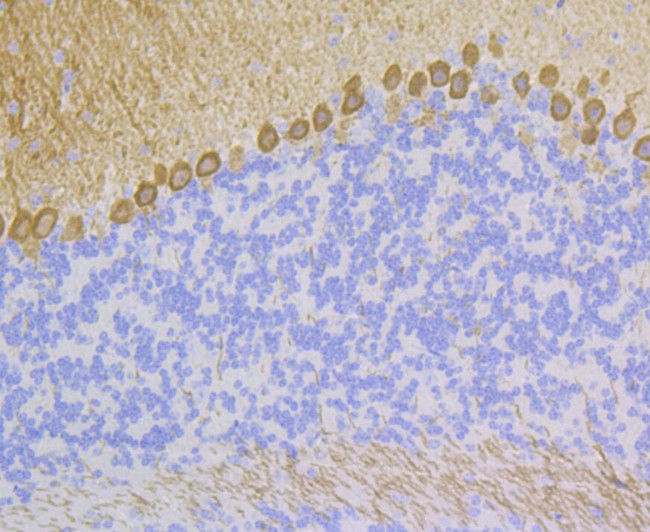 PKC gamma Antibody in Immunohistochemistry (Paraffin) (IHC (P))