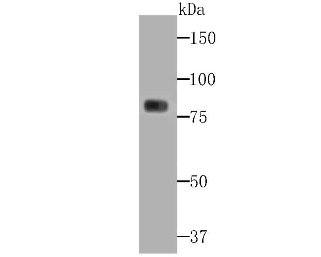 PKC gamma Antibody in Western Blot (WB)