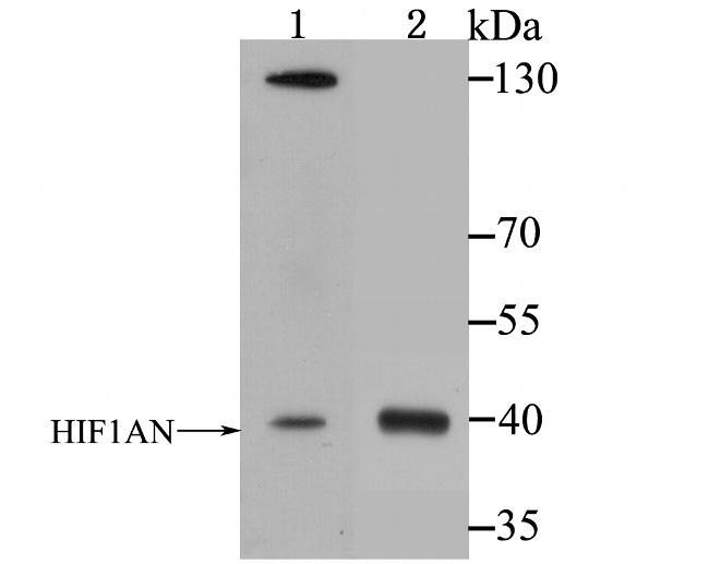 HIF1AN Antibody in Western Blot (WB)