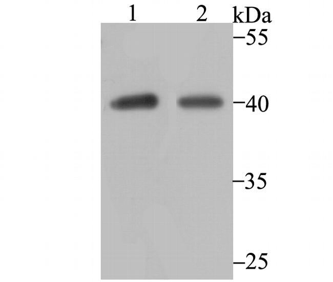 P2Y6 Antibody in Western Blot (WB)