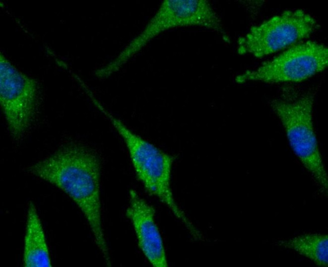 SENP1 Antibody in Immunocytochemistry (ICC/IF)