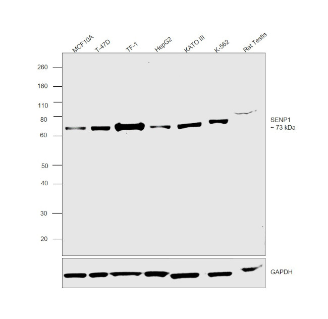 SENP1 Antibody in Western Blot (WB)