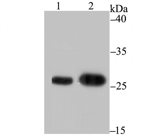 BAP31 Antibody in Western Blot (WB)