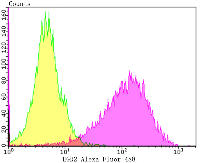 EGR2 Antibody in Flow Cytometry (Flow)