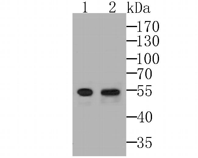 EGR2 Antibody in Western Blot (WB)