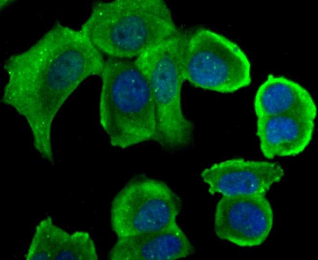 STUB1 Antibody in Immunocytochemistry (ICC/IF)