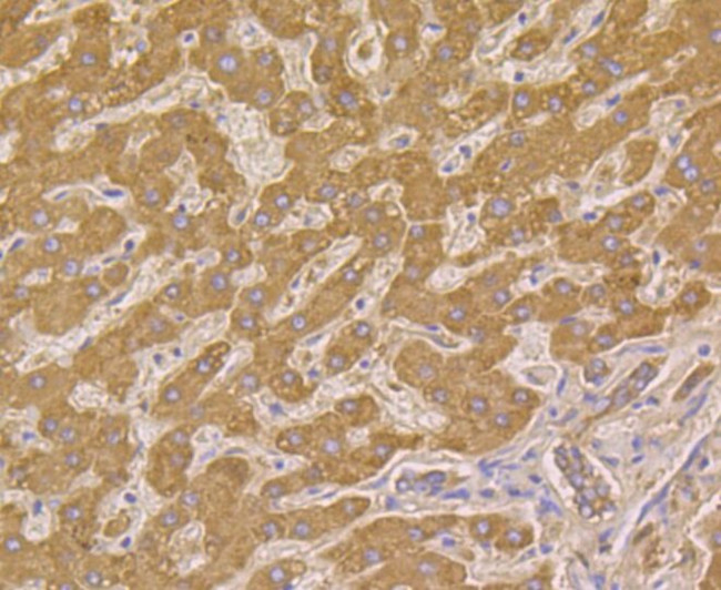 HSPE1 Antibody in Immunohistochemistry (Paraffin) (IHC (P))