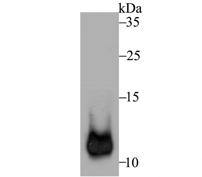 HSPE1 Antibody in Western Blot (WB)