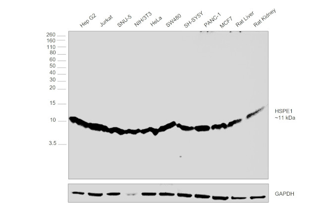 HSPE1 Antibody in Western Blot (WB)