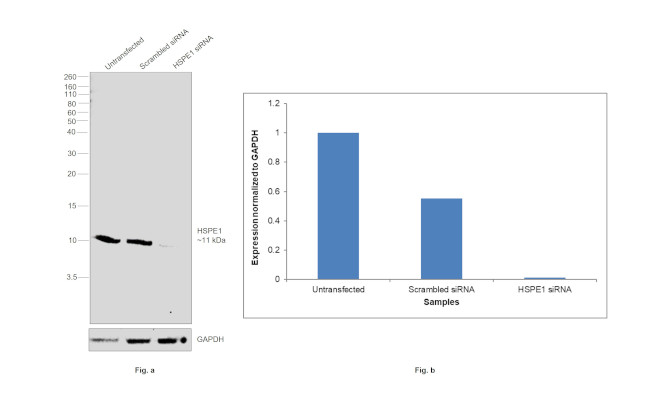 HSPE1 Antibody in Western Blot (WB)