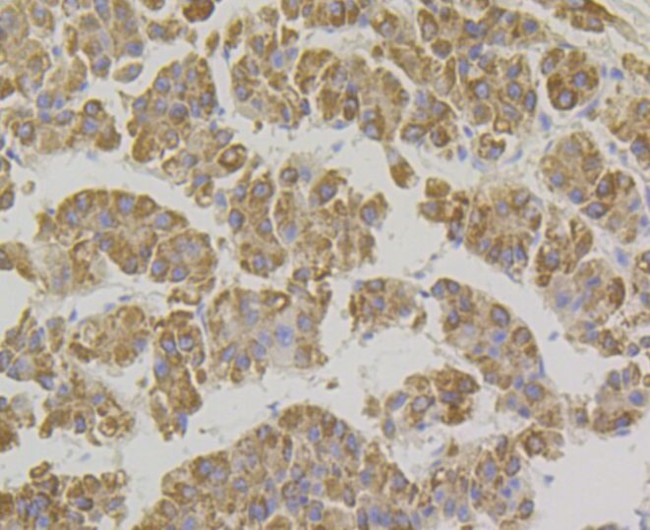 XDH Antibody in Immunohistochemistry (Paraffin) (IHC (P))