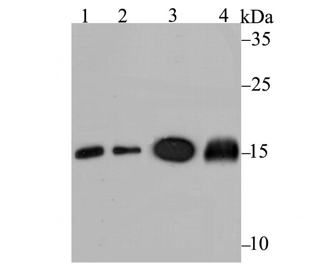 UBC13 Antibody in Western Blot (WB)