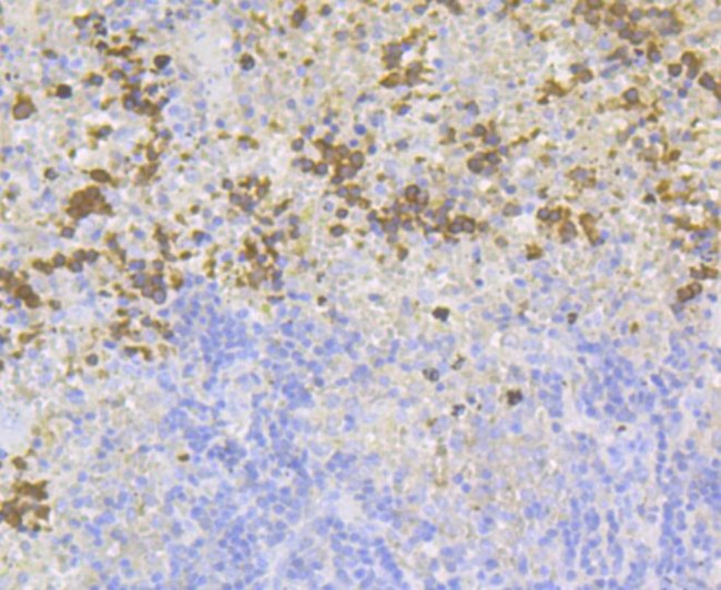 Carbonic Anhydrase I Antibody in Immunohistochemistry (Paraffin) (IHC (P))