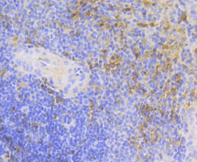 Carbonic Anhydrase I Antibody in Immunohistochemistry (Paraffin) (IHC (P))