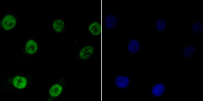 Bub3 Antibody in Immunocytochemistry (ICC/IF)