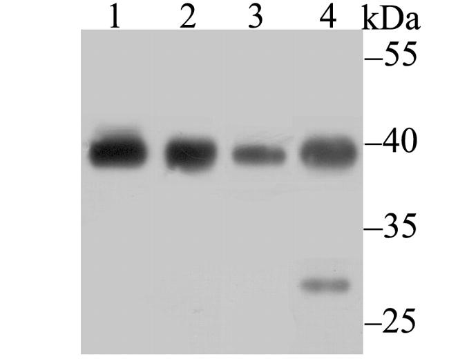 Bub3 Antibody in Western Blot (WB)