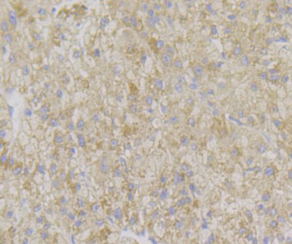 ADAMTS13 Antibody in Immunohistochemistry (Paraffin) (IHC (P))