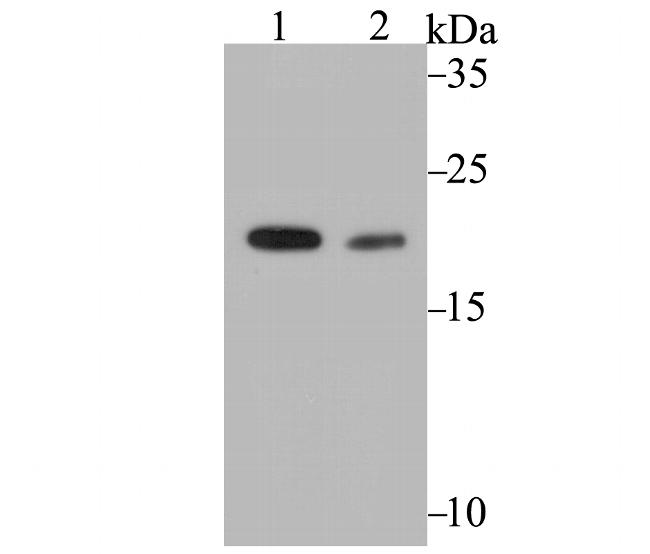 COMT Antibody in Western Blot (WB)