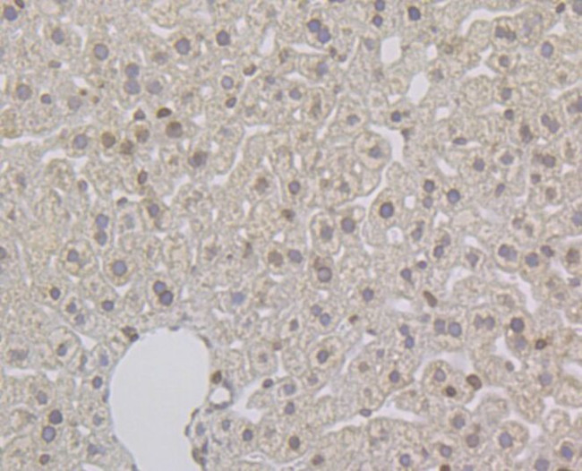 UNC84B Antibody in Immunohistochemistry (Paraffin) (IHC (P))