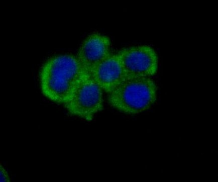 Nectin 2 Antibody in Immunocytochemistry (ICC/IF)