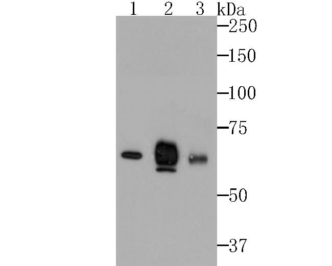 Nectin 2 Antibody in Western Blot (WB)