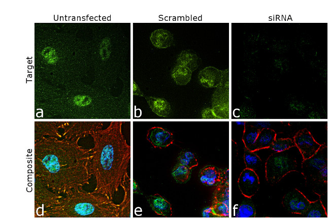 CtBP1 Antibody