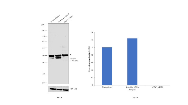 CtBP1 Antibody in Western Blot (WB)