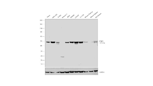 CtBP1 Antibody in Western Blot (WB)