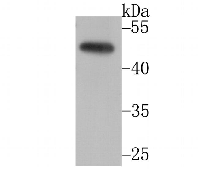 CtBP1 Antibody in Western Blot (WB)