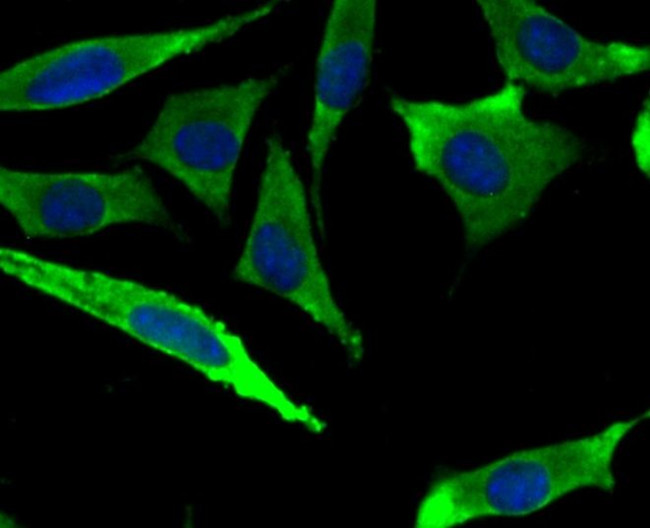 METAP2 Antibody in Immunocytochemistry (ICC/IF)