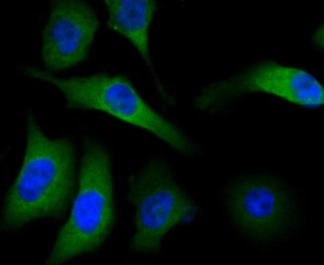 METAP2 Antibody in Immunocytochemistry (ICC/IF)