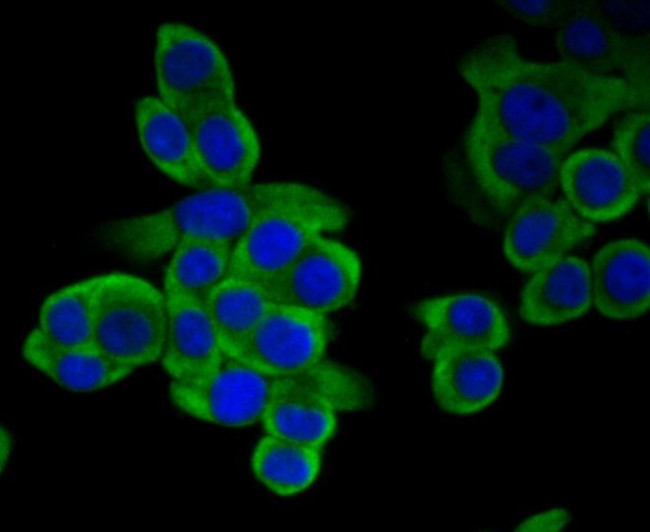 METAP2 Antibody in Immunocytochemistry (ICC/IF)