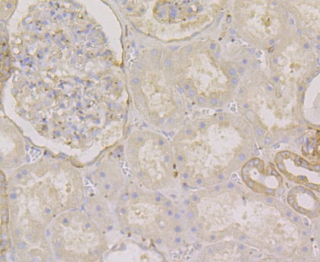 METAP2 Antibody in Immunohistochemistry (Paraffin) (IHC (P))