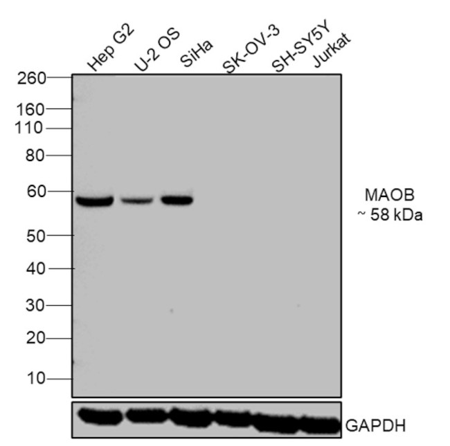 Monoamine Oxidase B Antibody