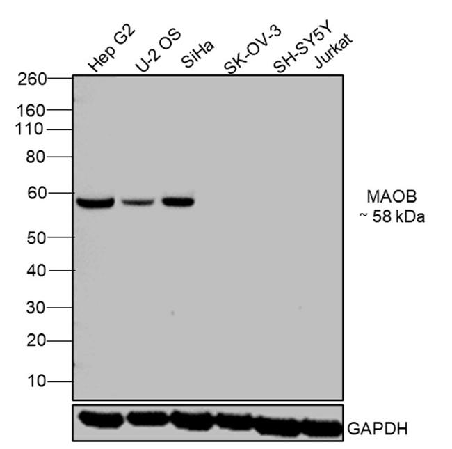 Monoamine Oxidase B Antibody in Western Blot (WB)