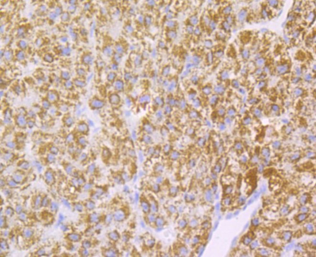 Monoamine Oxidase B Antibody in Immunohistochemistry (Paraffin) (IHC (P))