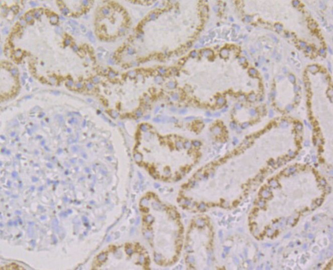 Monoamine Oxidase B Antibody in Immunohistochemistry (Paraffin) (IHC (P))